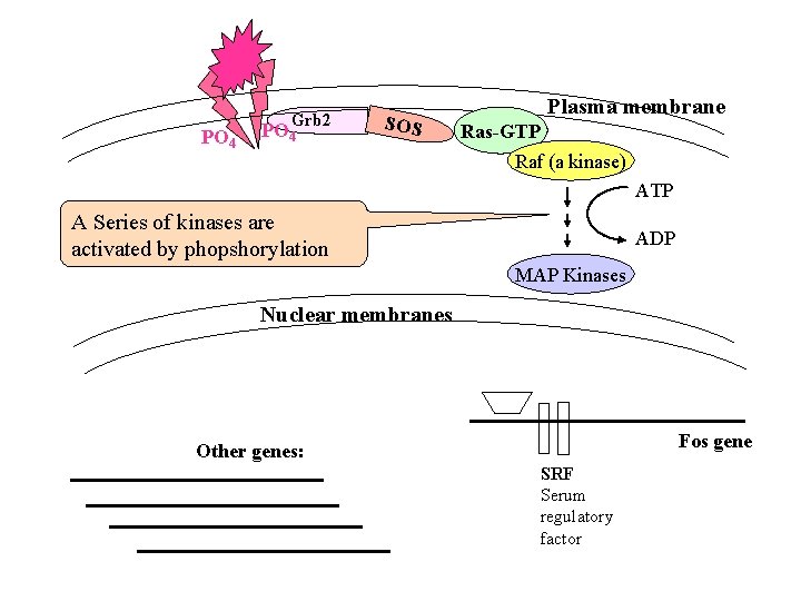 PO 4 Grb 2 PO 4 SOS Plasma membrane Ras-GTP Raf (a kinase) ATP