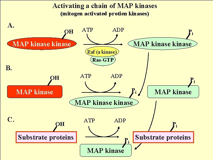 Activating a chain of MAP kinases (mitogen activated protien kinases) A. OH ATP ADP