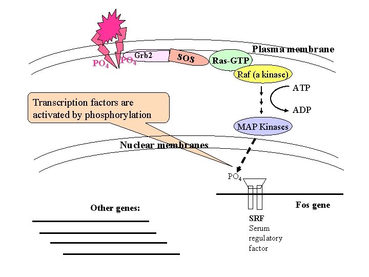 PO 4 Grb 2 PO 4 SOS Plasma membrane Ras-GTP Raf (a kinase) ATP
