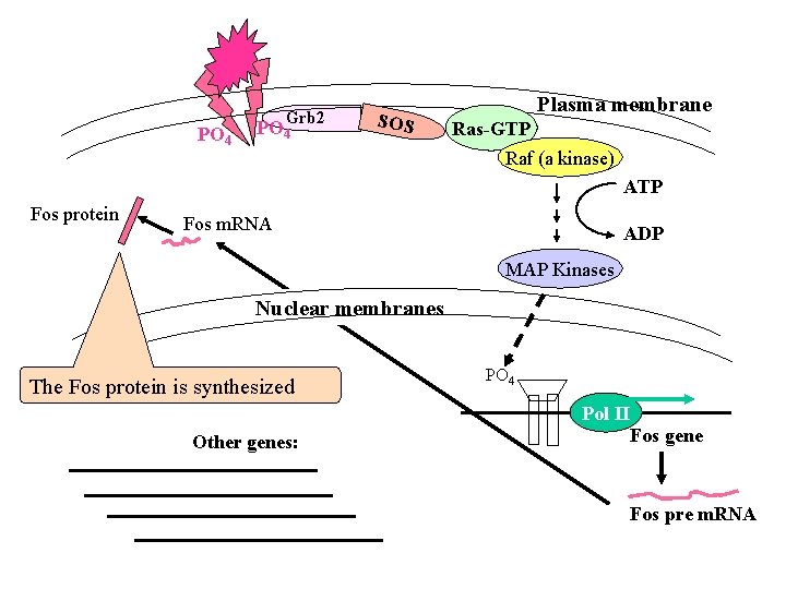 PO 4 Grb 2 PO 4 SOS Plasma membrane Ras-GTP Raf (a kinase) ATP