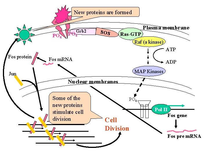 New proteins are formed PO 4 Grb 2 PO 4 SOS Plasma membrane Ras-GTP