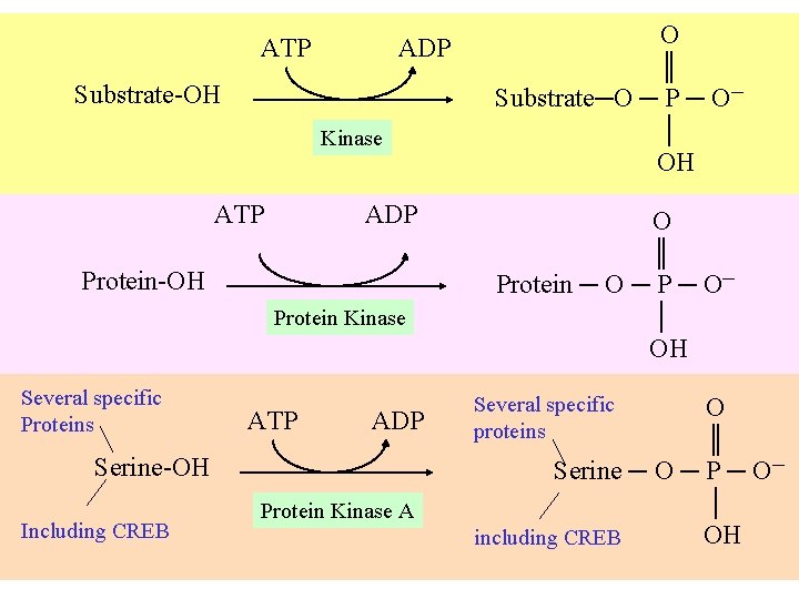 ATP ADP Substrate-OH Kinase ATP ADP Protein-OH Protein Kinase Several specific Proteins ATP ADP