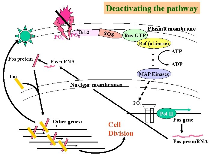 Deactivating the pathway PO 4 Grb 2 PO 4 SOS Plasma membrane Ras-GTP Raf