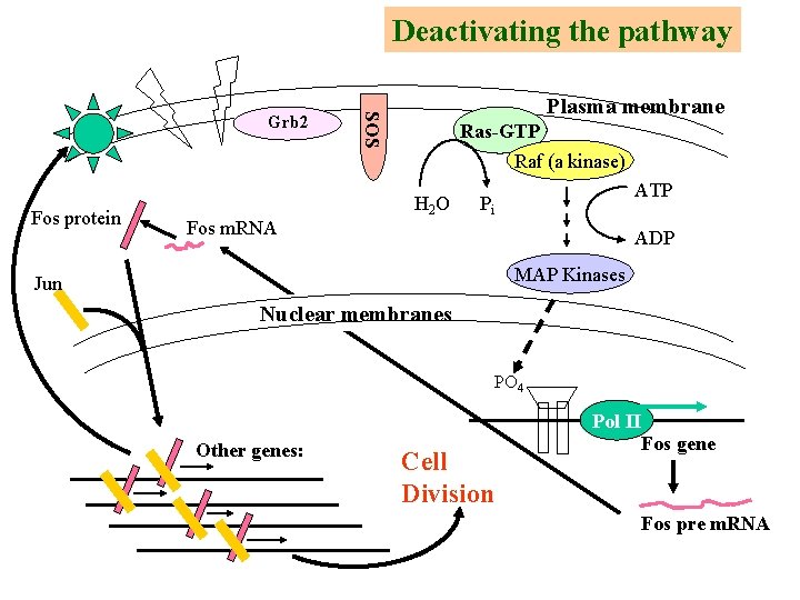 Deactivating the pathway Plasma membrane SOS Grb 2 Ras-GTP Raf (a kinase) Fos protein