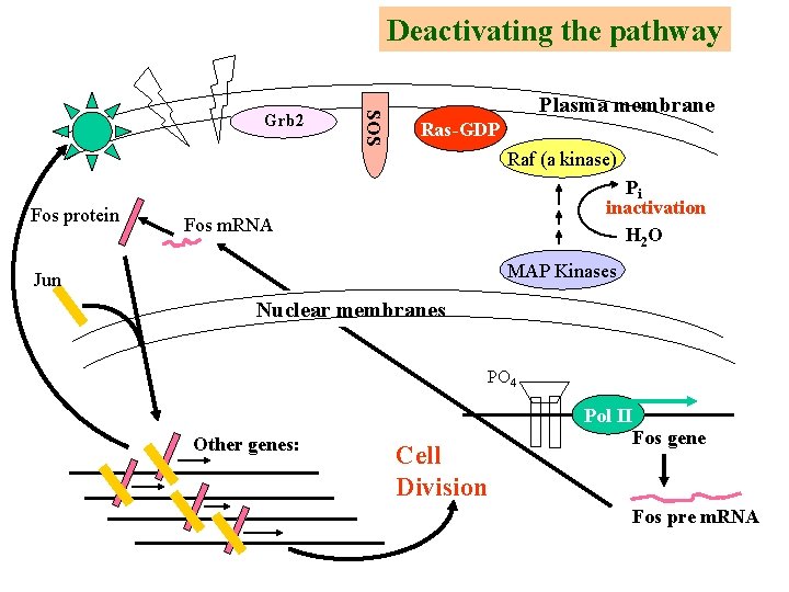 Deactivating the pathway SOS Grb 2 Plasma membrane Ras-GDP Raf (a kinase) Fos protein