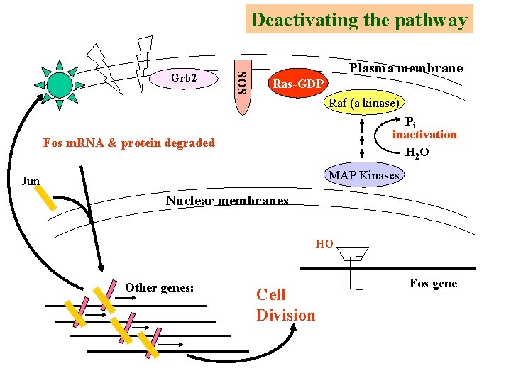 Deactivating the pathway SOS Grb 2 Plasma membrane Ras-GDP Raf (a kinase) Pi inactivation