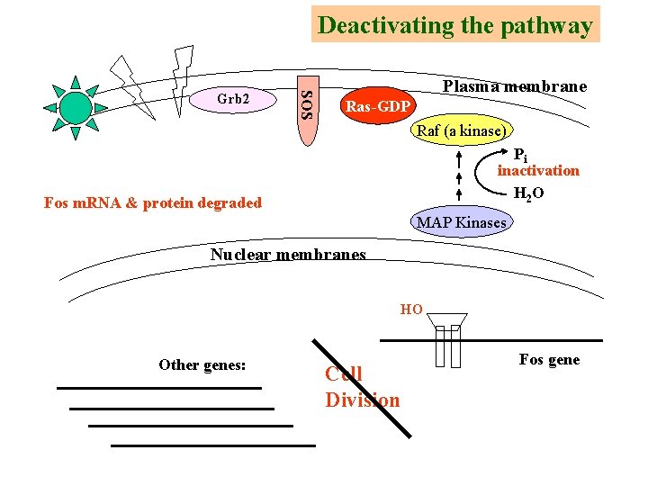 Deactivating the pathway SOS Grb 2 Plasma membrane Ras-GDP Raf (a kinase) Pi inactivation