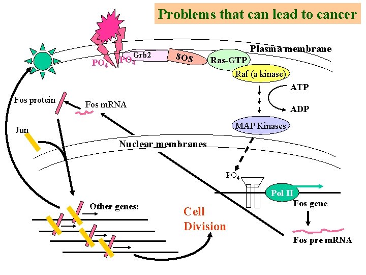 Problems that can lead to cancer PO 4 Grb 2 PO 4 SOS Plasma