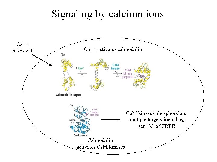 Signaling by calcium ions Ca++ enters cell Ca++ activates calmodulin Ca. M kinases phosphorylate