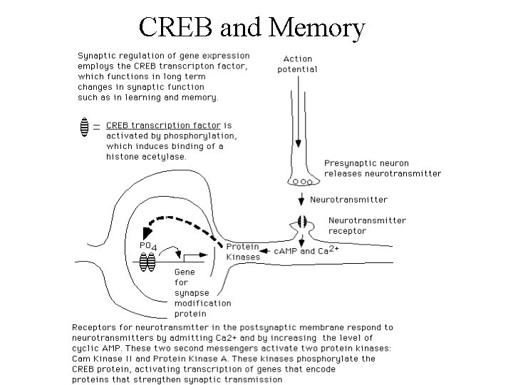 CREB and Memory 