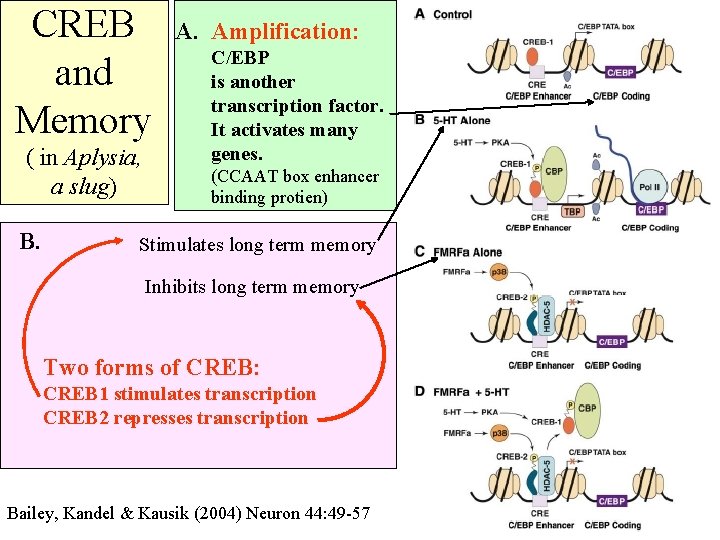 CREB and Memory ( in Aplysia, a slug) B. A. Amplification: C/EBP is another