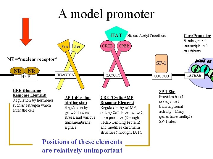 A model promoter HAT Fos Jun CREB Histone Acetyl Transferase CREB NR=“nuclear receptor” NR