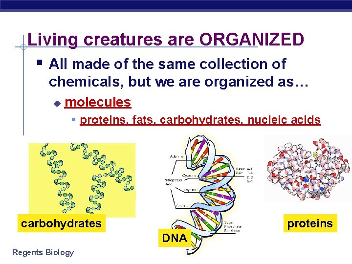 Living creatures are ORGANIZED § All made of the same collection of chemicals, but