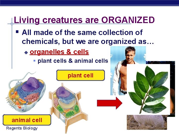 Living creatures are ORGANIZED § All made of the same collection of chemicals, but