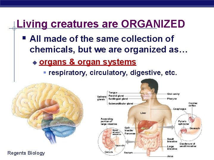 Living creatures are ORGANIZED § All made of the same collection of chemicals, but