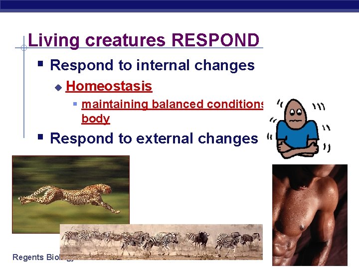 Living creatures RESPOND § Respond to internal changes u Homeostasis § maintaining balanced conditions