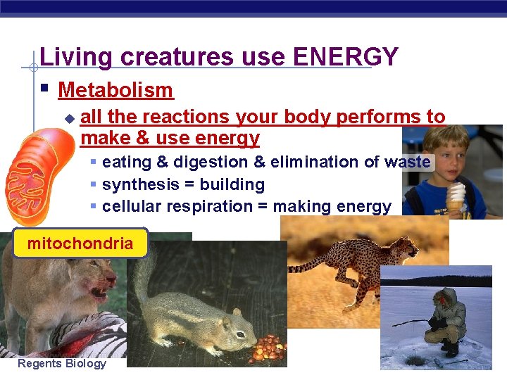 Living creatures use ENERGY § Metabolism u all the reactions your body performs to