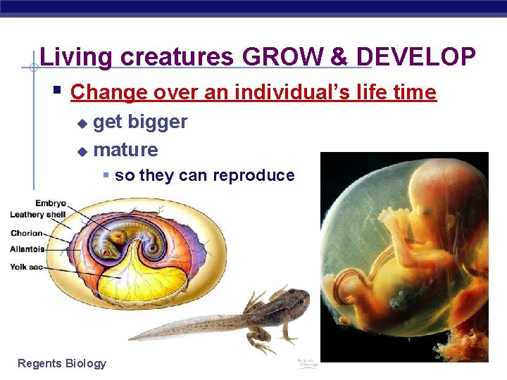 Living creatures GROW & DEVELOP § Change over an individual’s life time get bigger