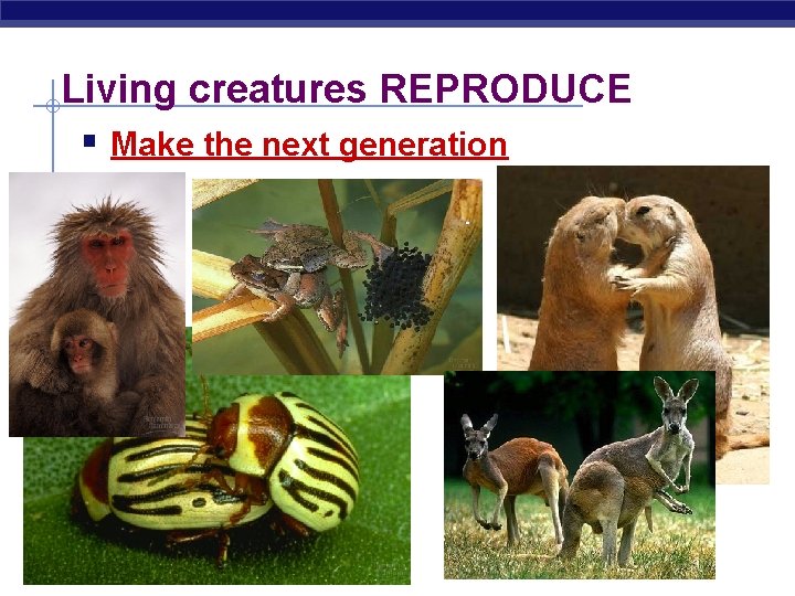Living creatures REPRODUCE § Make the next generation Regents Biology 