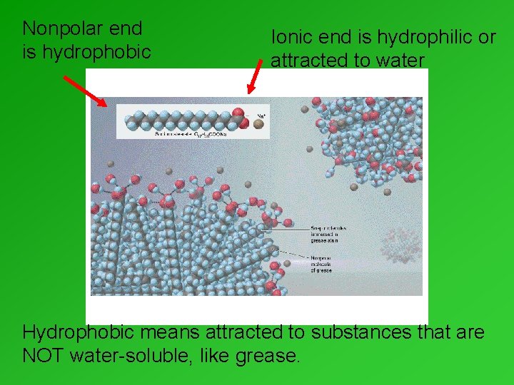 Nonpolar end is hydrophobic Ionic end is hydrophilic or attracted to water Hydrophobic means Nonpolar end is hydrophobic Ionic end is hydrophilic or attracted to water Hydrophobic means