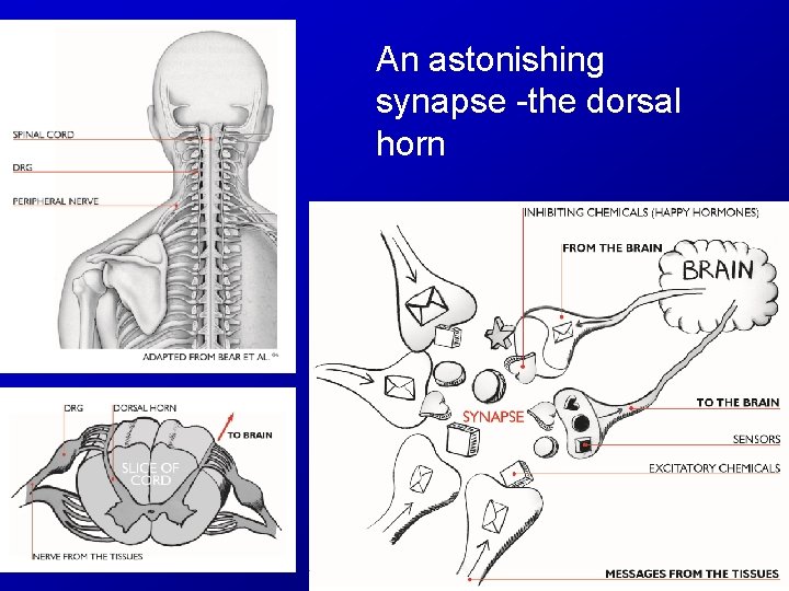 An astonishing synapse -the dorsal horn 