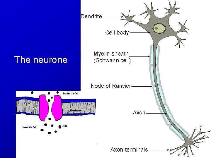 The neurone 