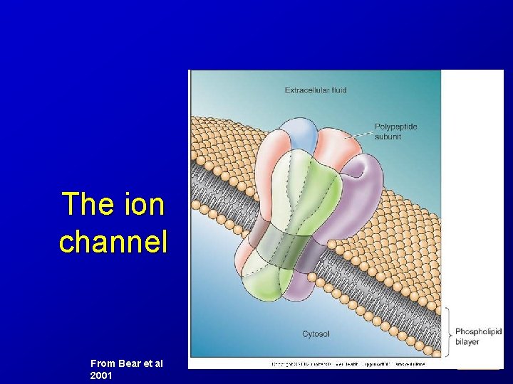 The ion channel From Bear et al 2001 