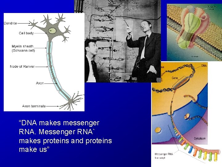 “DNA makes messenger RNA. Messenger RNA` makes proteins and proteins make us” 