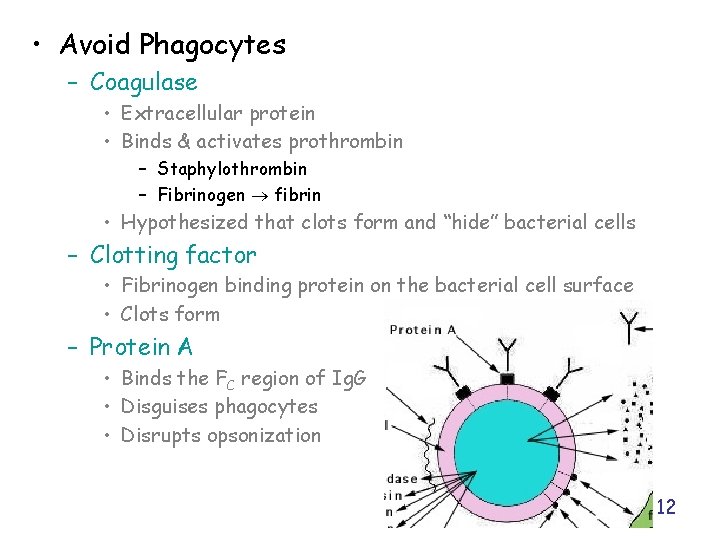  • Avoid Phagocytes – Coagulase • Extracellular protein • Binds & activates prothrombin