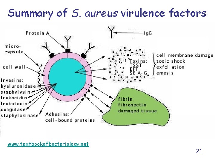 Summary of S. aureus virulence factors www. textbookofbacteriology. net 21 