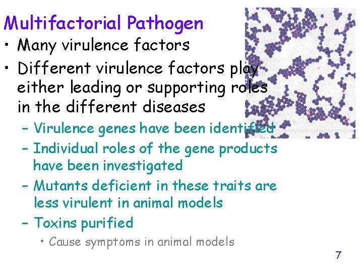 Multifactorial Pathogen • Many virulence factors • Different virulence factors play either leading or