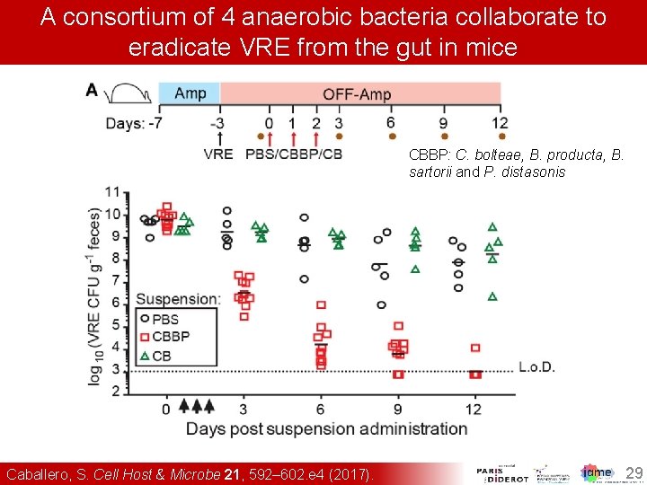 A consortium of 4 anaerobic bacteria collaborate to eradicate VRE from the gut in