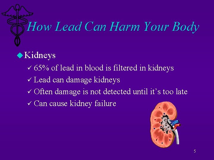 How Lead Can Harm Your Body u Kidneys ü 65% of lead in blood