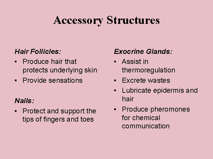 Accessory Structures Hair Follicles: • Produce hair that protects underlying skin • Provide sensations