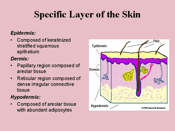 Specific Layer of the Skin Epidermis: • Composed of keratinized stratified squamous epithelium Dermis:
