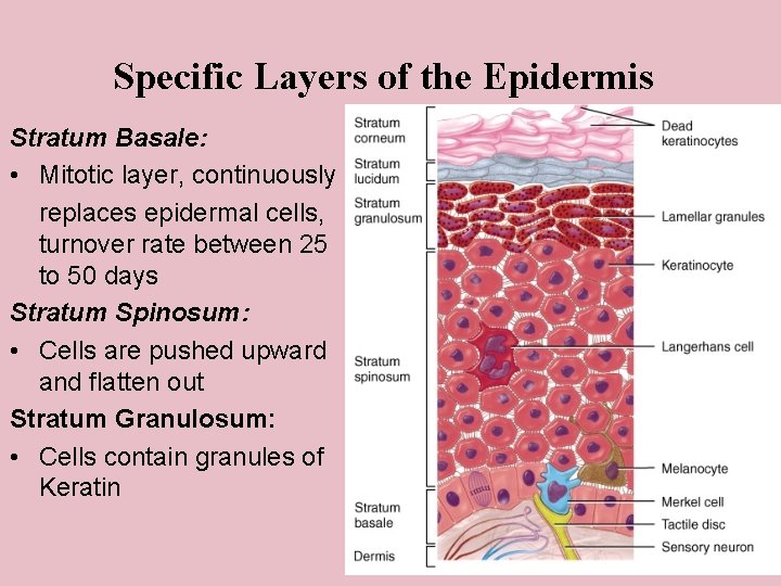 Specific Layers of the Epidermis Stratum Basale: • Mitotic layer, continuously replaces epidermal cells,