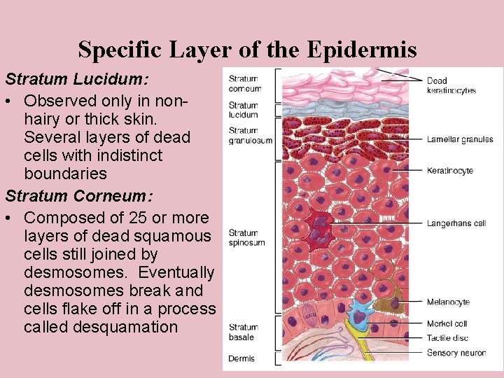 Specific Layer of the Epidermis Stratum Lucidum: • Observed only in nonhairy or thick