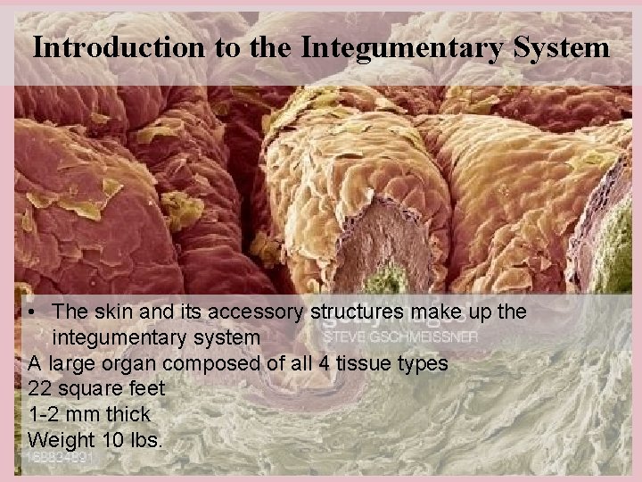 Introduction to the Integumentary System • The skin and its accessory structures make up