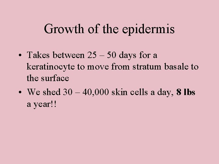 Growth of the epidermis • Takes between 25 – 50 days for a keratinocyte