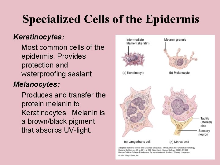 Specialized Cells of the Epidermis Keratinocytes: Most common cells of the epidermis. Provides protection