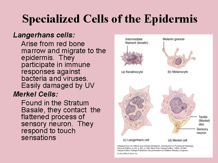 Specialized Cells of the Epidermis Langerhans cells: Arise from red bone marrow and migrate