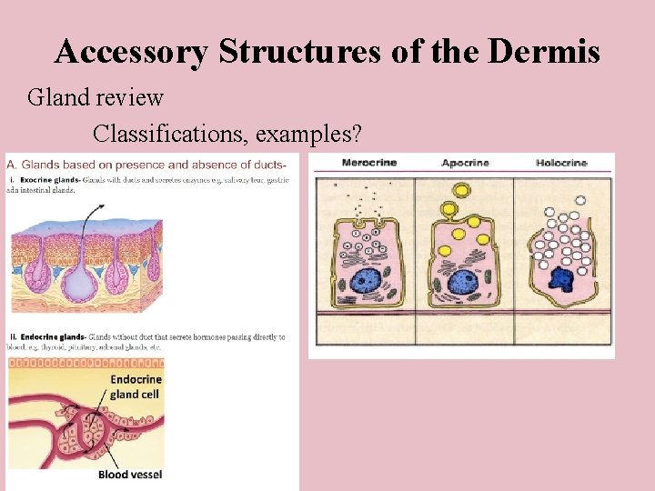 Accessory Structures of the Dermis Gland review Classifications, examples? 