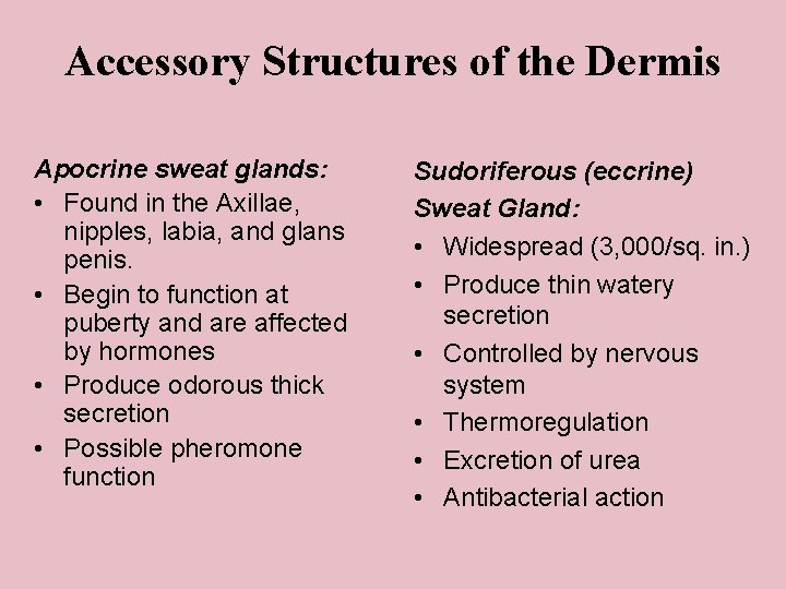 Accessory Structures of the Dermis Apocrine sweat glands: • Found in the Axillae, nipples,