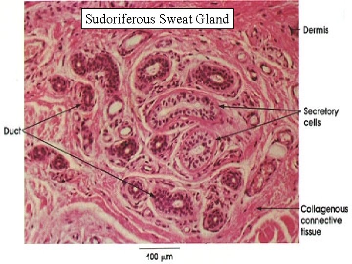Sudoriferous Sweat Gland 