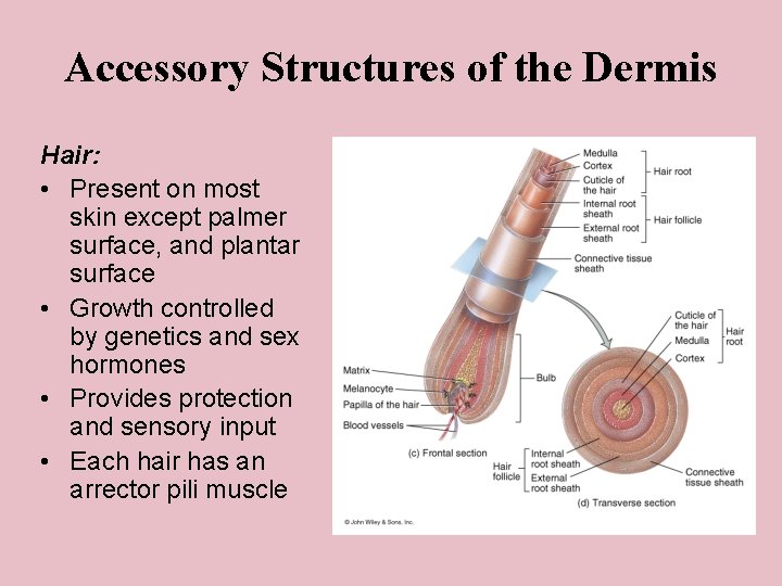 Accessory Structures of the Dermis Hair: • Present on most skin except palmer surface,
