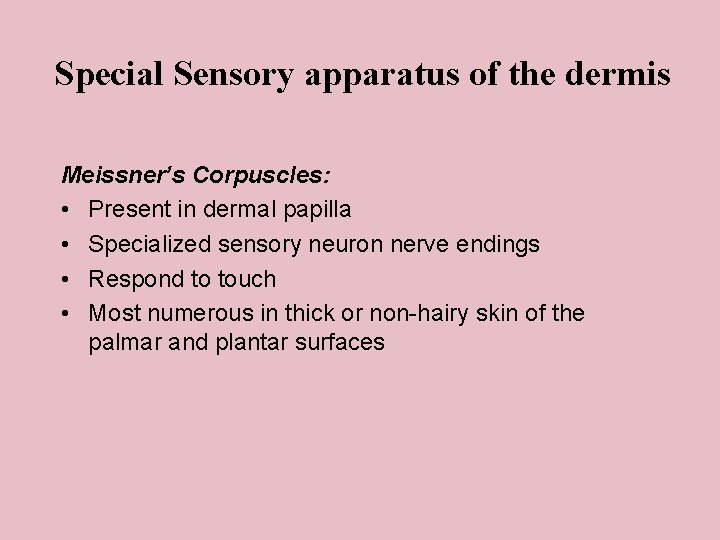 Special Sensory apparatus of the dermis Meissner’s Corpuscles: • Present in dermal papilla •
