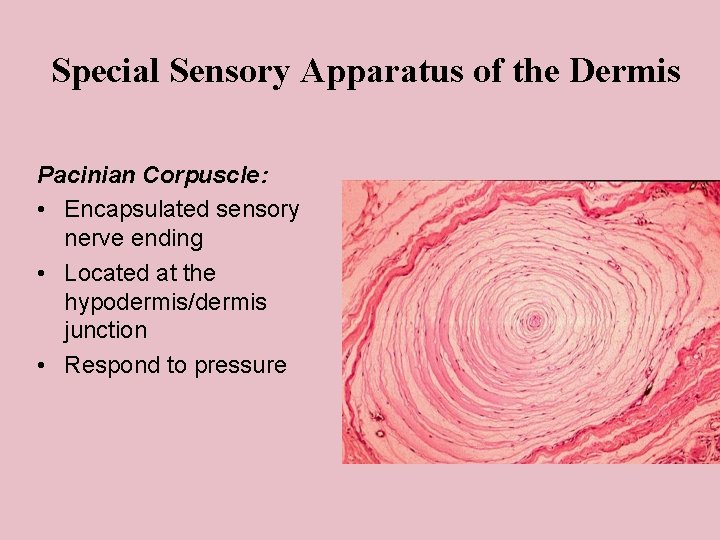 Special Sensory Apparatus of the Dermis Pacinian Corpuscle: • Encapsulated sensory nerve ending •