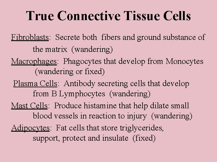True Connective Tissue Cells Fibroblasts: Secrete both fibers and ground substance of the matrix