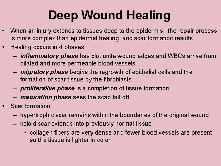 Deep Wound Healing • When an injury extends to tissues deep to the epidermis,