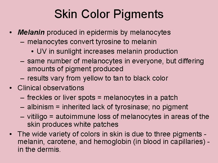 Skin Color Pigments • Melanin produced in epidermis by melanocytes – melanocytes convert tyrosine